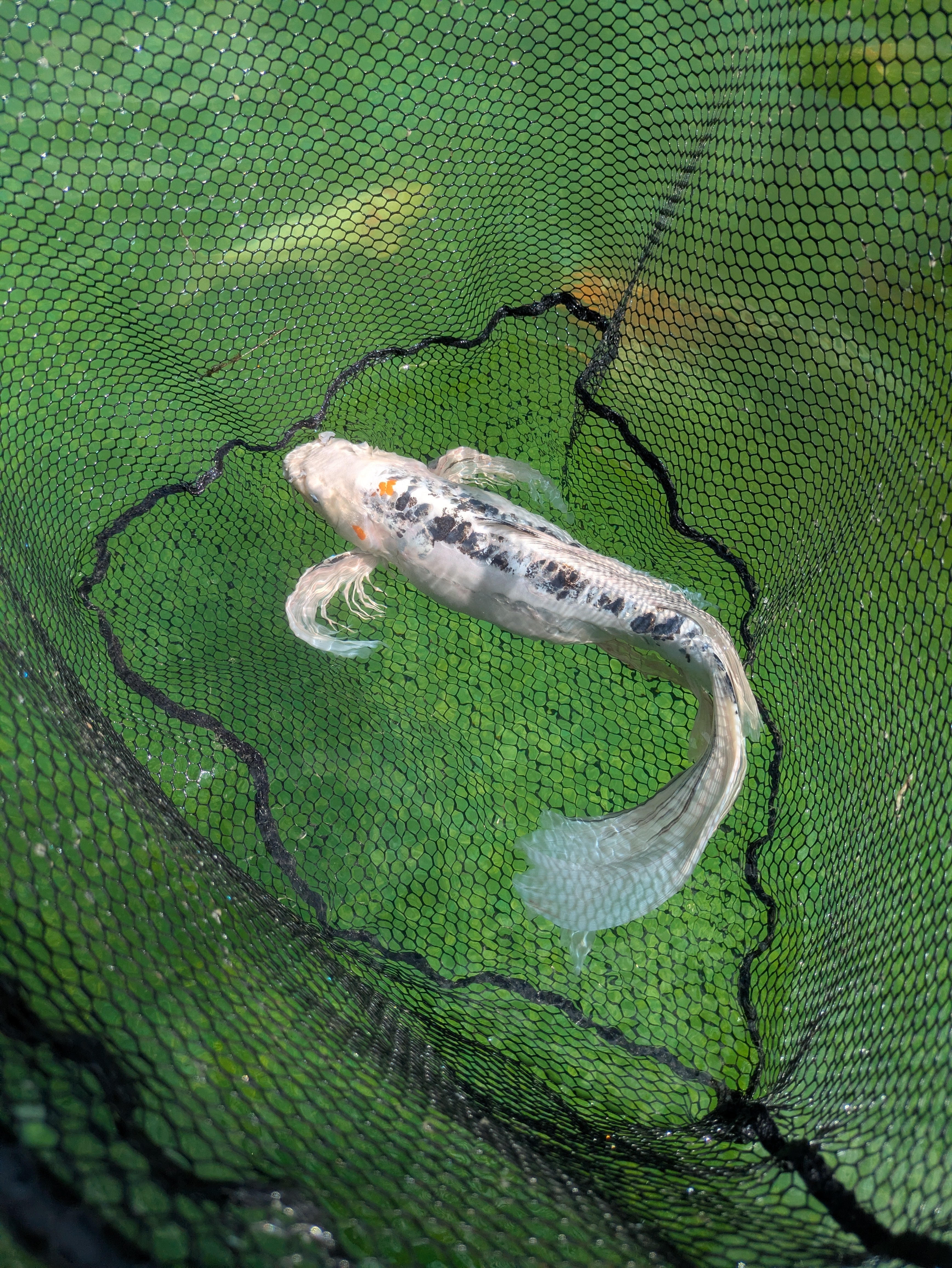 25" Jumbo Butterfly Koi Fish